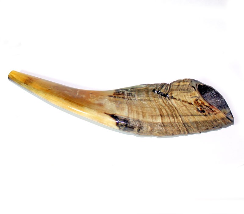Shofar | 25 cm