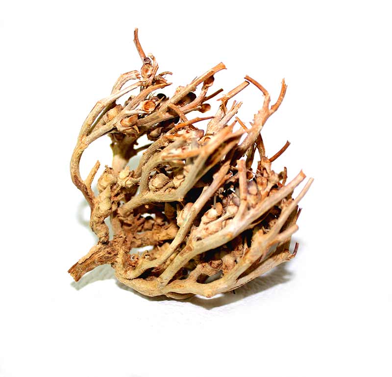 jericho plant prayer Rose of Jericho- The Resurrection plant – Jerusalem Spirit