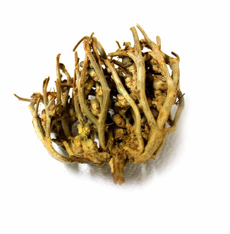 jericho plant prayer Rose of Jericho- The Resurrection plant – Jerusalem Spirit